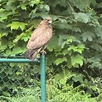 Hawks Villa