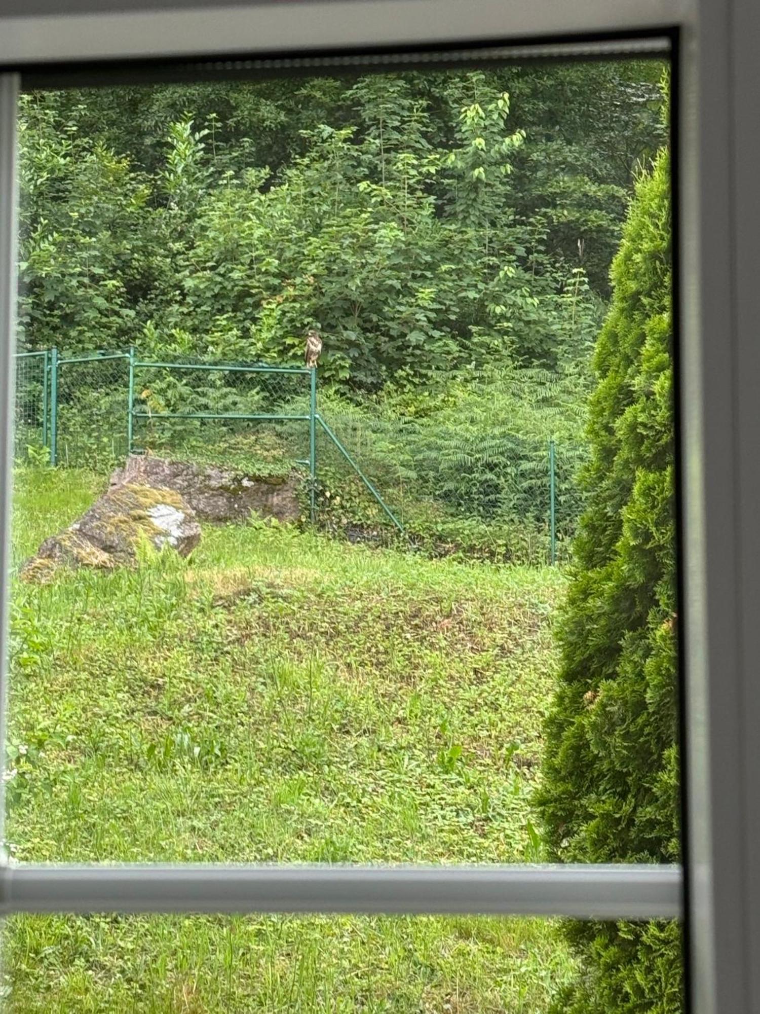 Hawks * Baden-Baden