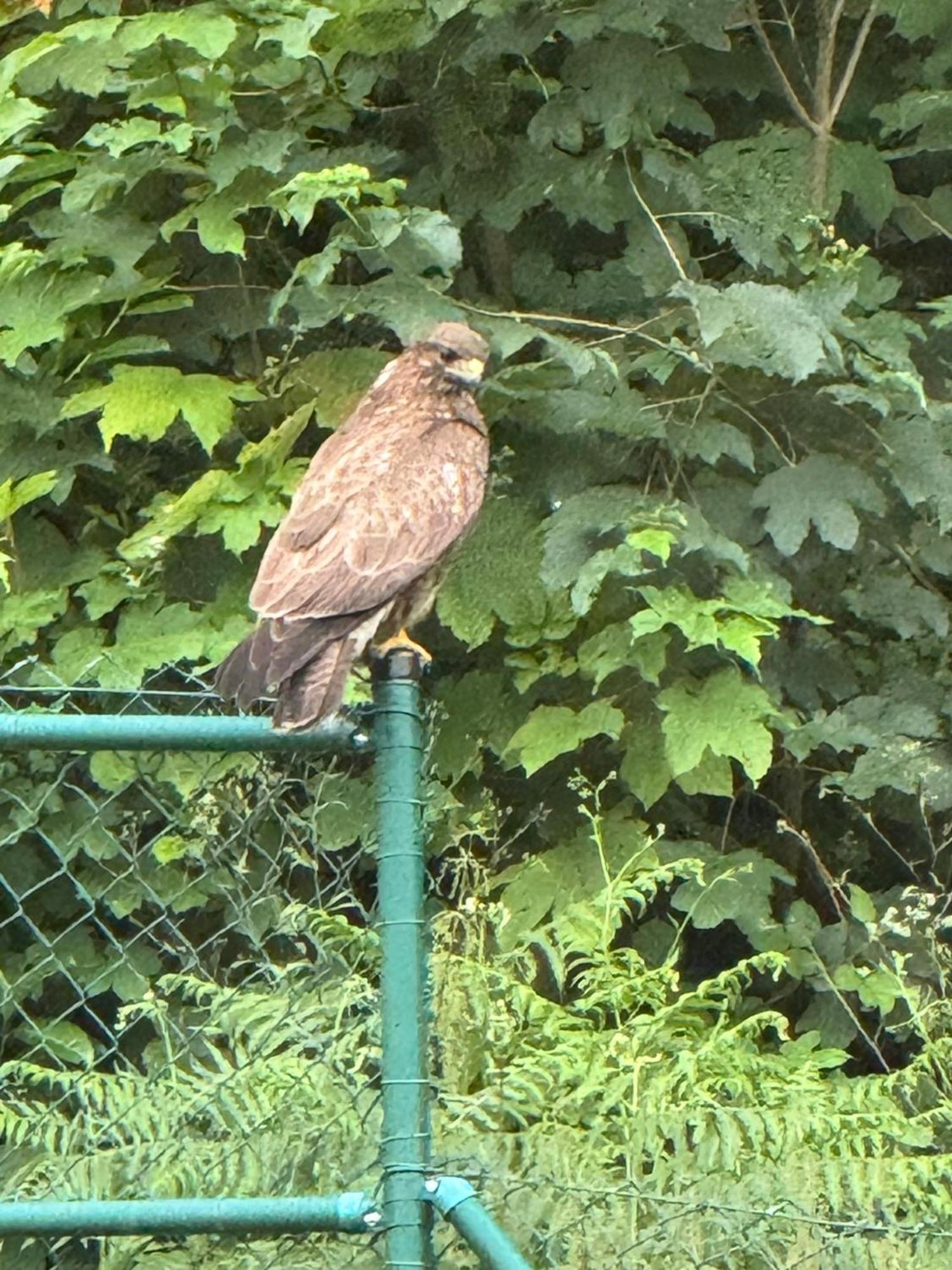 Villa Hawks Baden-Baden